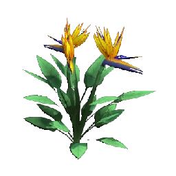 Bird of Paradise