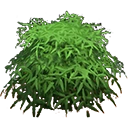 Bush