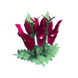Desert Pea