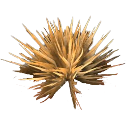 Spinifex Tuft