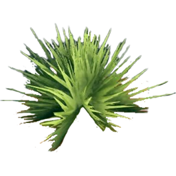 Spinifex Tuft