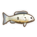 Barcoo Grunter
