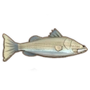 Barramundi