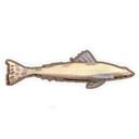 Blue Spot Flathead