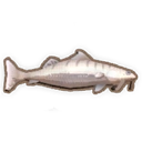 Boofhead Catfish