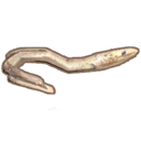 Short Finned Eel