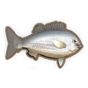 Silver Perch