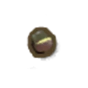 Grass Tree Seed