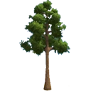 Blackwood Tree